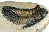 Detailed Hollardops Trilobite Fossil - Multi-Toned Preservation #351259-1